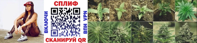 Шишки марихуана THC 21%  Валдай 